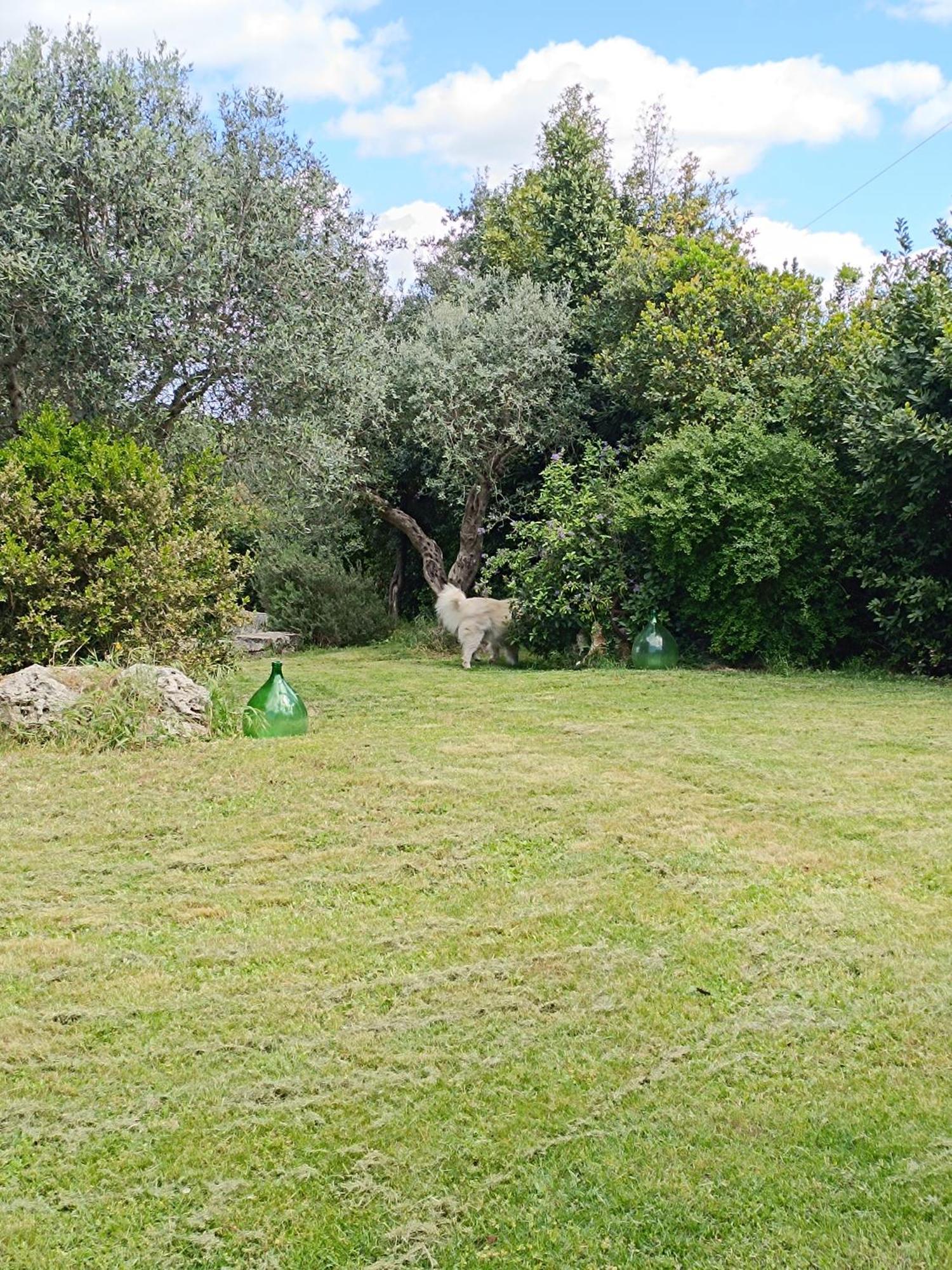 הוילה מרטינה פרנקה Trullo Galeotto מראה חיצוני תמונה